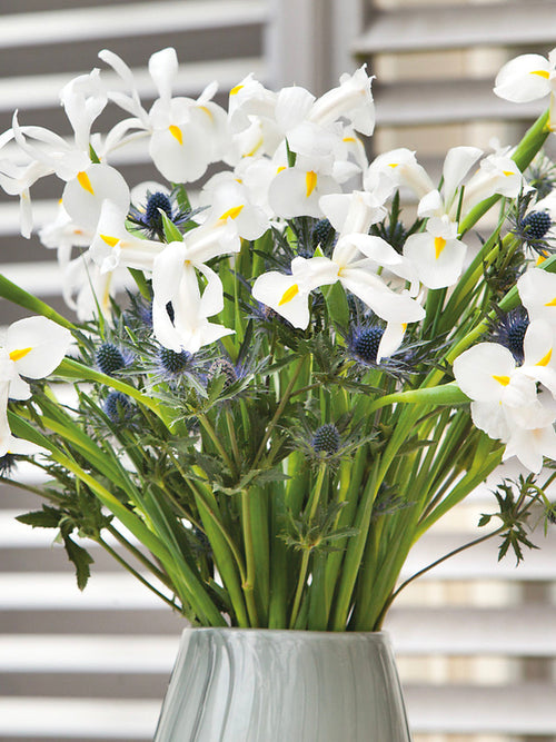 Holländsk Iris White Excelsior | DutchGrown™