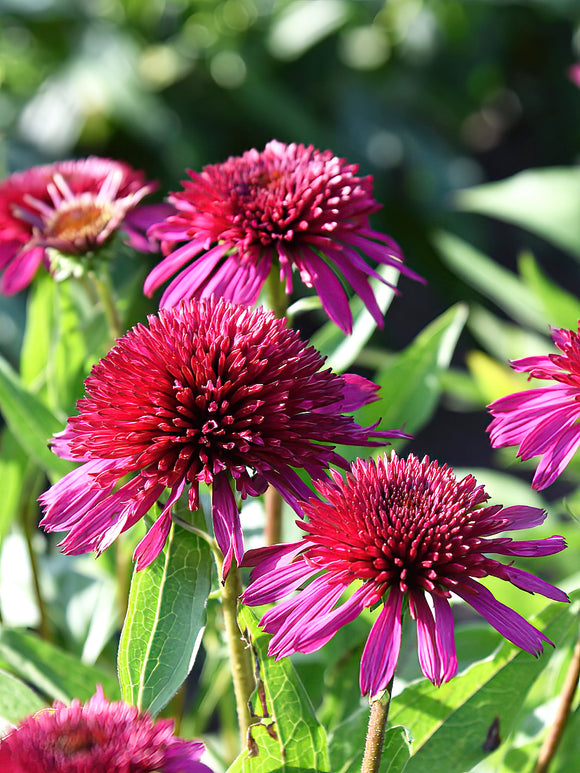 Echinacea Blueberry Cheesecake (Solhatt) | DutchGrown™ Sverige