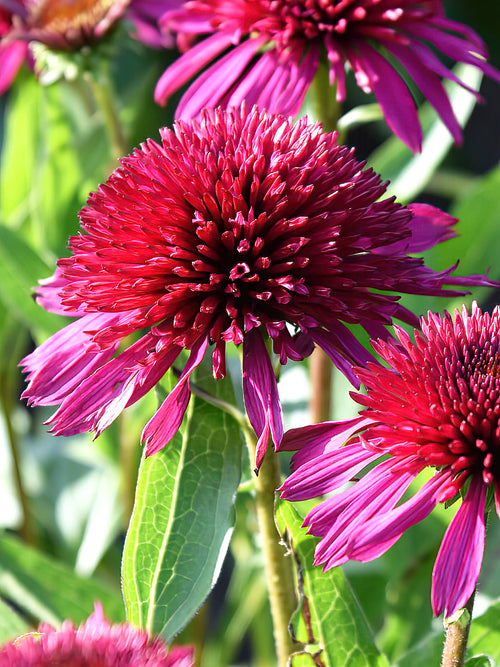 Echinacea Blueberry Cheesecake (Solhatt) Barrotade perenner