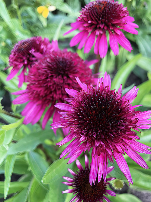 Köp Echinacea Blueberry Cheesecake (Solhatt)