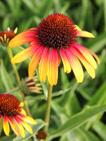 Echinacea Fiery Meadow Mamma (Solhatt)