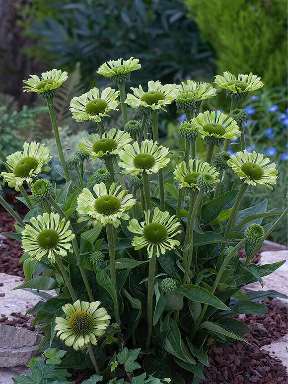 Köp Echinacea Green Jewel (Solhatt) | DutchGrown™ Sverige