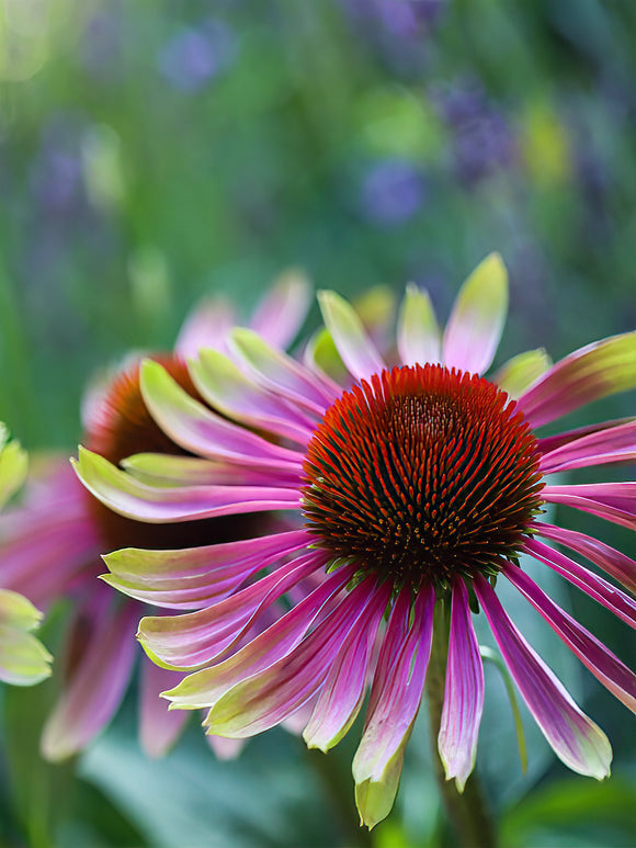 Echinacea Green Twister (Solhatt) Barrotade perenner