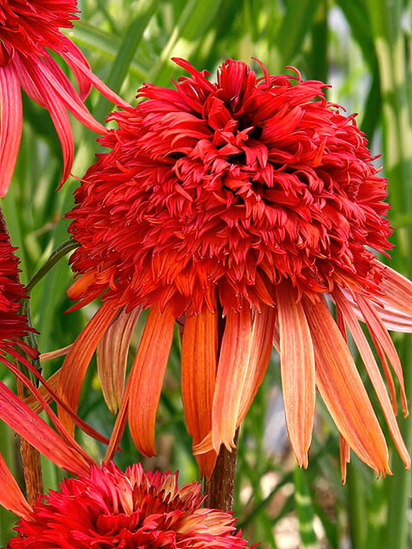 Echinacea Irresistible (Solhatt)