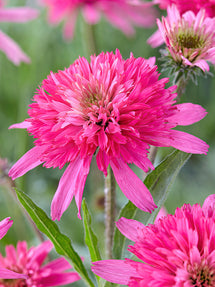 Echinacea Mini Belle (Solhatt)