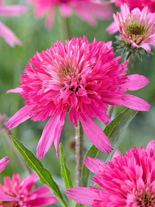 Echinacea Mini Belle (Solhatt)