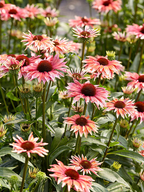 Köp Echinacea Playful Meadow Mama (Solhatt)