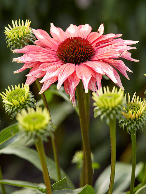 Echinacea Playful Meadow Mama (Solhatt)