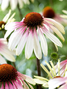 Echinacea Pretty Parasols (Solhatt)