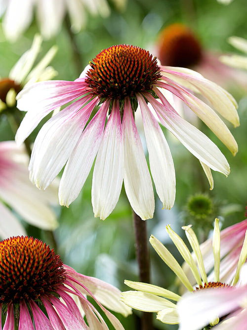 Echinacea Pretty Parasols (Solhatt)