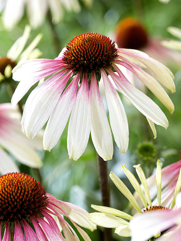 Echinacea Pretty Parasols (Solhatt)