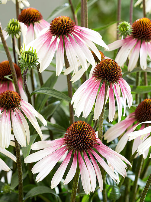 Echinacea Pretty Parasols (Solhatt) Barrotade perenner