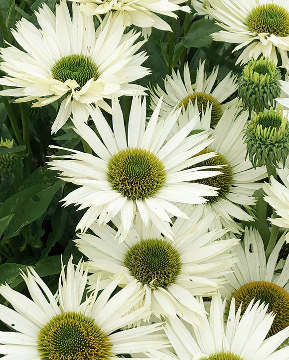 Köp Echinacea Virgin (Solhatt)