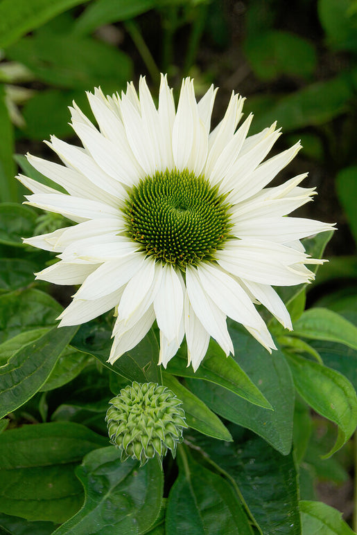 Echinacea Virgin (Solhatt)