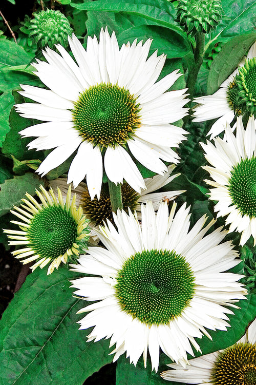Köp Echinacea Virgin (Solhatt) | DutchGrown™ Sverige