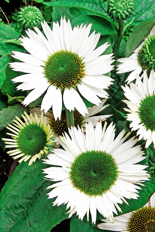 Köp Echinacea Virgin (Solhatt) | DutchGrown™ Sverige