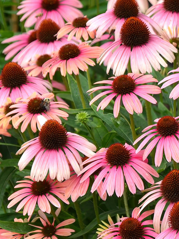 Köp Echinacea Rainbow Marcella (Solhatt)