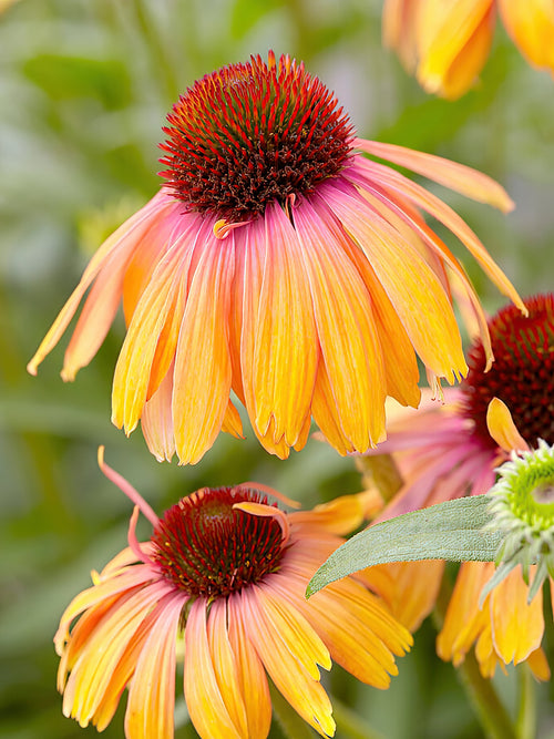Echinacea Rainbow Marcella (Solhatt)