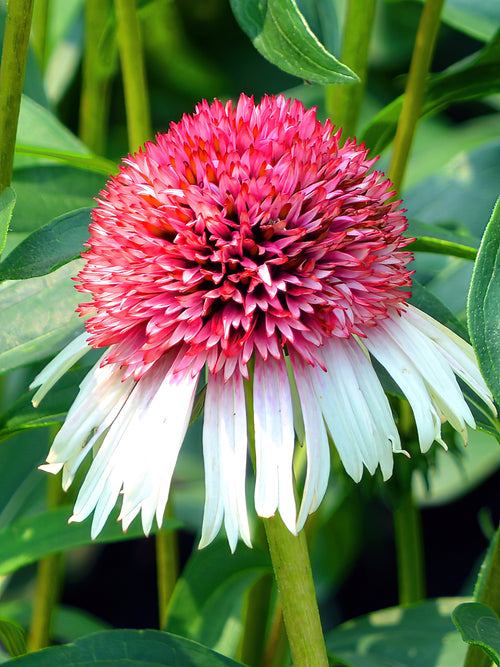 Köp Echinacea Strawberry and Cream (Solhatt)