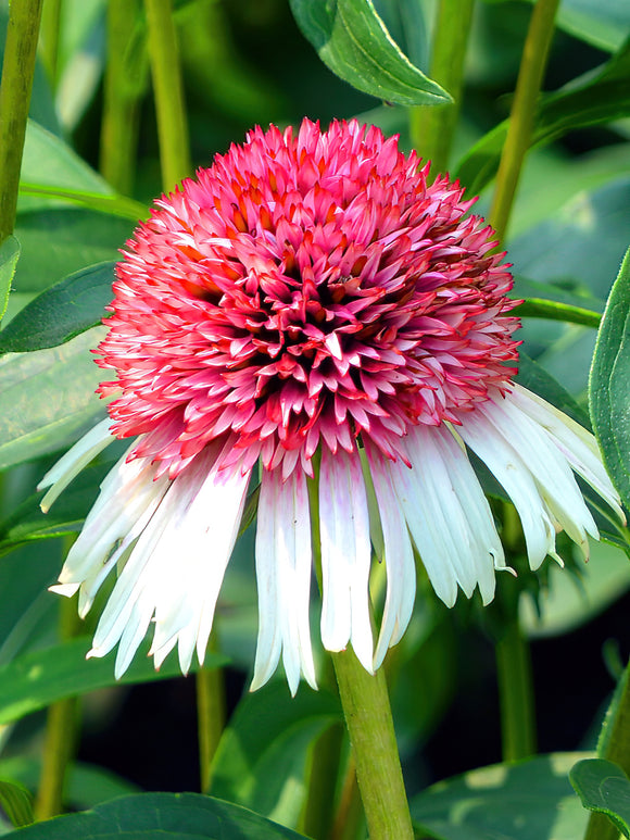 Köp Echinacea Strawberry and Cream (Solhatt)