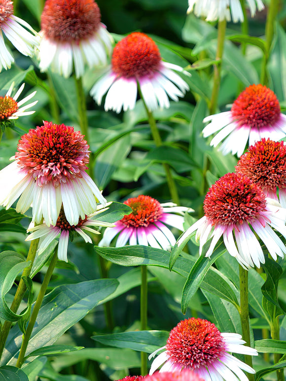 Echinacea Strawberry and Cream (Solhatt)
