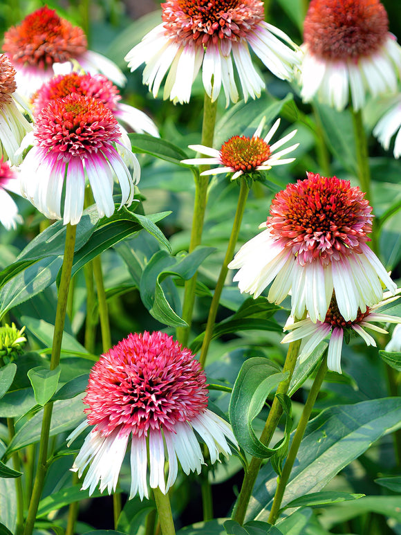 Köp Echinacea Strawberry and Cream (Solhatt)