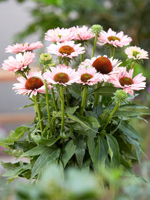 Echinacea Sunseeker Salmon (Solhatt)