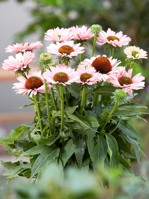 Köp Echinacea Sunseeker Salmon (Solhatt)