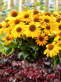 Echinacea Tweety (Solhatt)