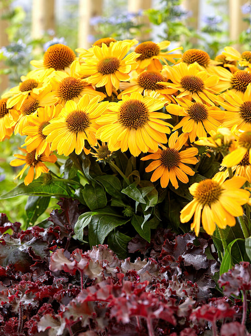 Echinacea Tweety (Solhatt)
