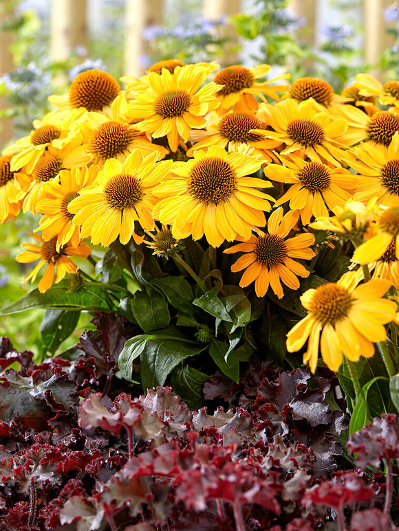Echinacea Tweety (Solhatt)