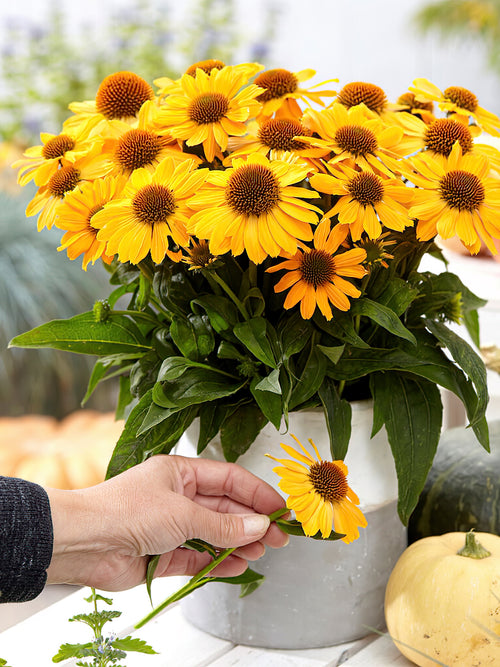 Echinacea Tweety (Solhatt)