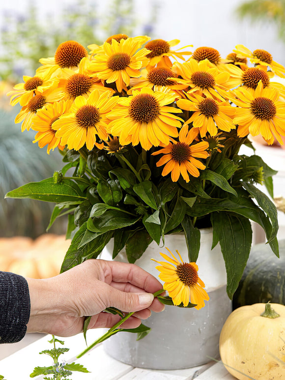Echinacea Tweety (Solhatt)