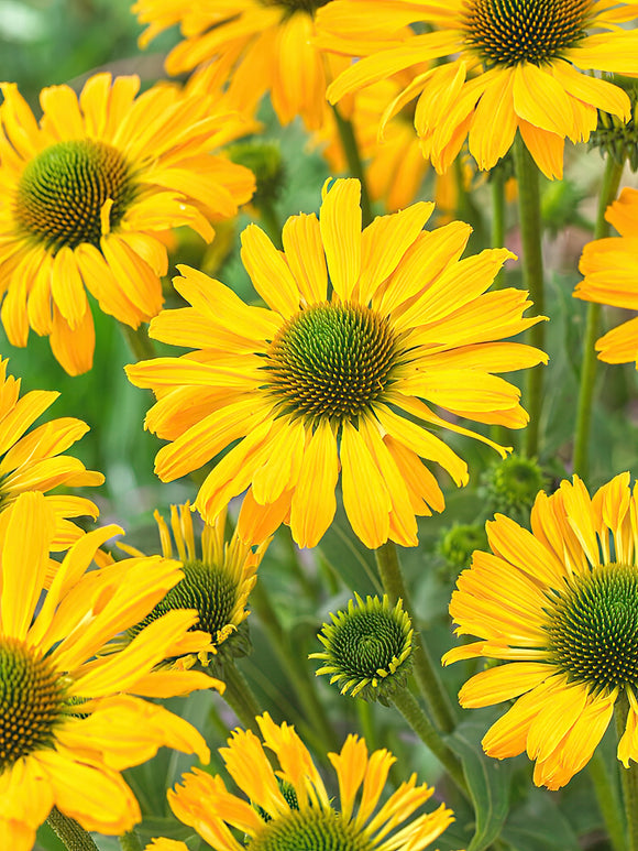 Köp Echinacea Yellow Passion (Solhatt)