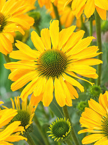 Echinacea Yellow Passion (Solhatt)