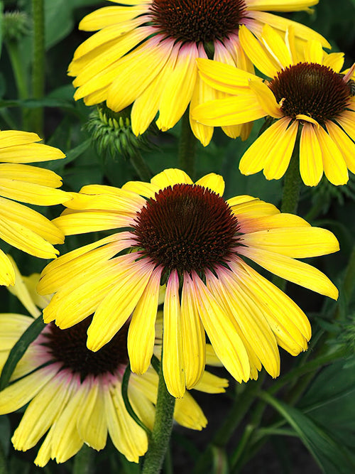 Köp Echinacea Yellow Rainbow (Solhatt)