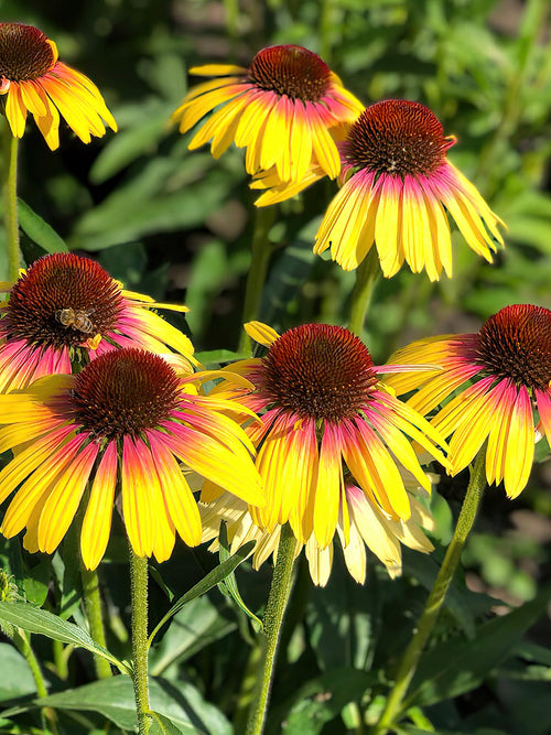 Köp Echinacea Yellow Rainbow (Solhatt)