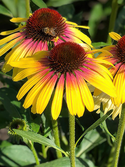 Köp Echinacea Yellow Rainbow (Solhatt) | DutchGrown™ Sverige