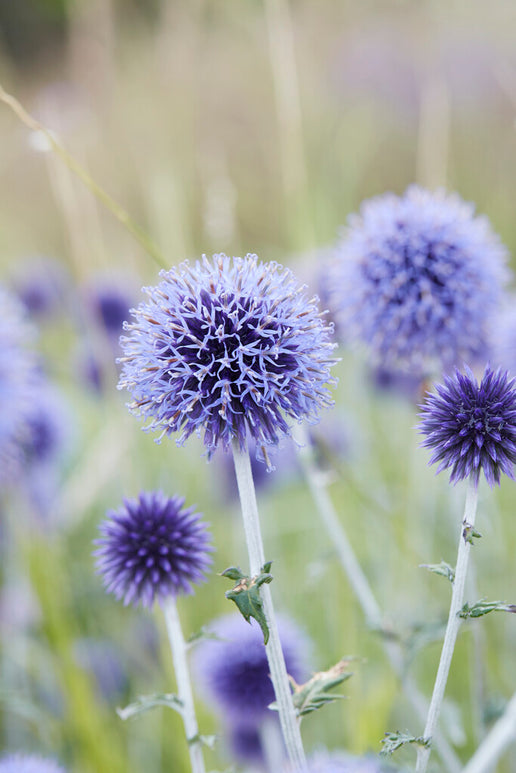 Köp Echinops Blue Globe av högsta kvalitet från Holland