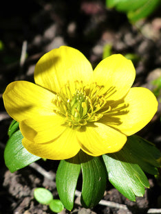 Eranthis Hyemalis (Vintergäck)