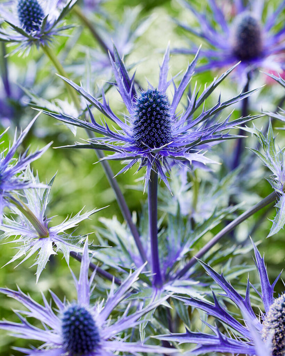 Köp Eryngium Jos Eijking av högsta kvalitet från Holland