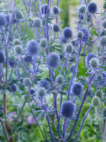 Eryngium Planum (Rysk Martorn)
