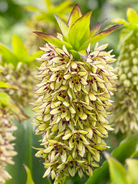 Ananasblomma - Tofslilja Eucomis Bicolor