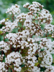 Eupatorium Chocolate (Flockel)