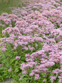 Eupatorium Purple Blush (Flockel)