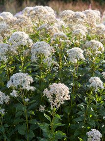 Eupatorium Snowball (Flockel)