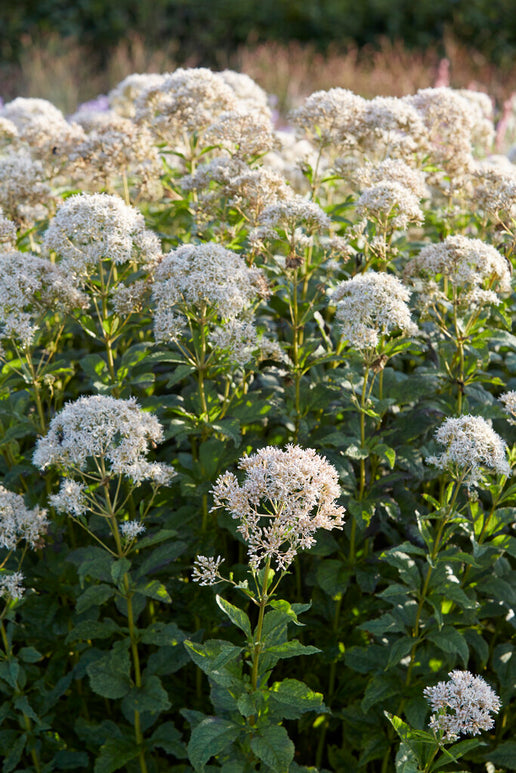 Köp Eupatorium Snowball (Flockel) Barrotade perenner
