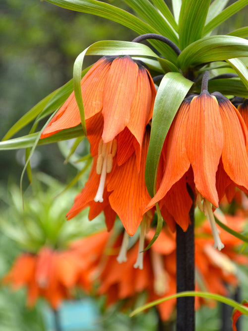 Köp Fritillaria Imperial Rubra Maxima-lökar | DutchGrown™
