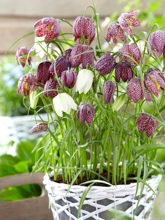 Köp Fritillaria Meleagris (Kungängslilja) | DutchGrown™