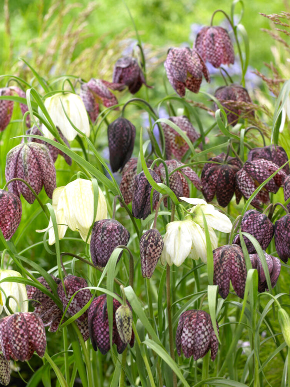 Fritillaria Meleagris (Kungängslilja) | DutchGrown™